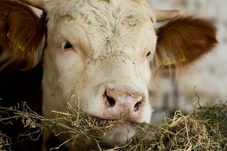 Животноводы Хакасии заявили о грядущих убытках из-за неурожая кормовых